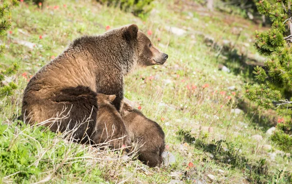 Grizzly Oso Con Cachorros Naturaleza Salvaje —  Fotos de Stock