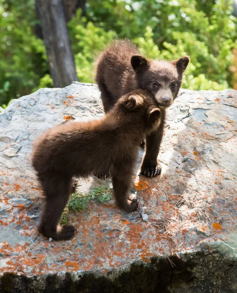 Leuke Zwarte Beer Welpen Natuurlijke Habitat — Stockfoto