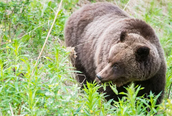 野生の自然の中でグリズリークマ — ストック写真