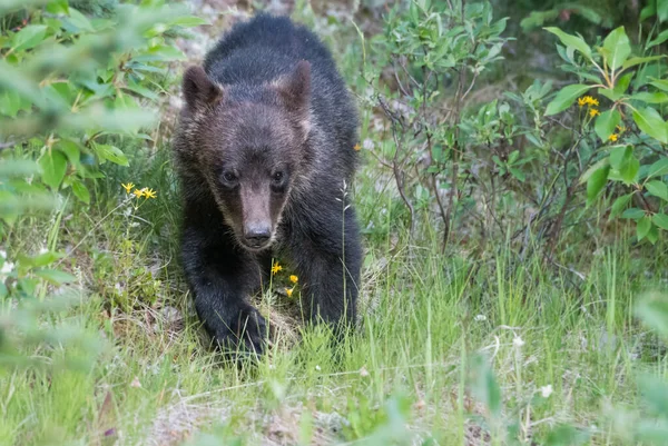 야생계의 회색곰 — 스톡 사진