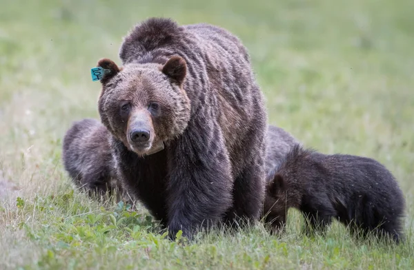 Urso Pardo Com Filhotes Natureza Selvagem — Fotografia de Stock