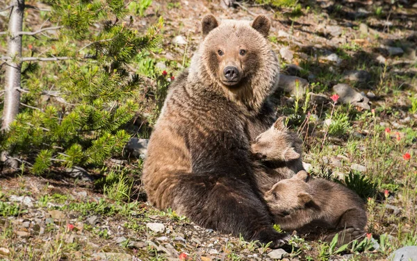 Grizzly Medvěd Mláďaty Divoké Přírodě — Stock fotografie