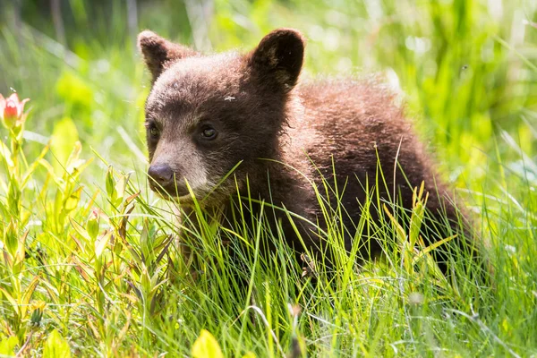 Filhote Urso Preto Bonito Habitat Natural — Fotografia de Stock