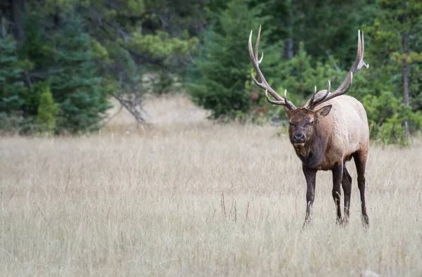 Bull Elk Natural Habitat — Stock Photo, Image