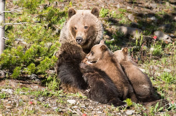 Grizzly Oso Con Cachorros Naturaleza Salvaje —  Fotos de Stock