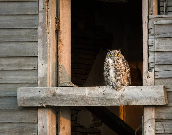 Great Horned Owl Bird — Stock Photo, Image