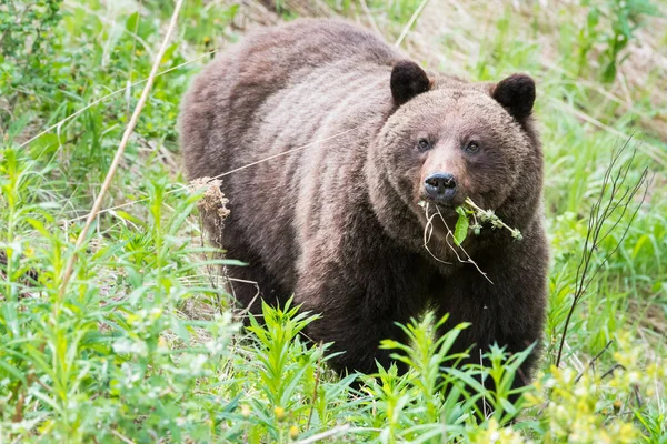 Oso Pardo Naturaleza Salvaje —  Fotos de Stock