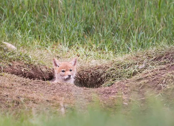 Chiot Coyote Dans Nature Tanière — Photo
