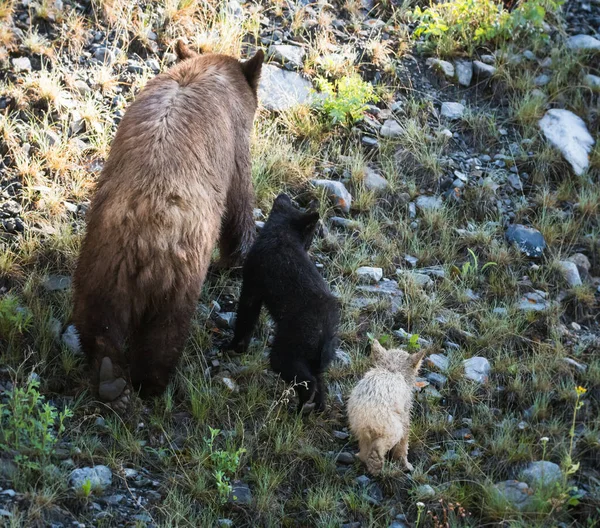 Niedźwiedź Czarny Młode Środowisku Naturalnym — Zdjęcie stockowe