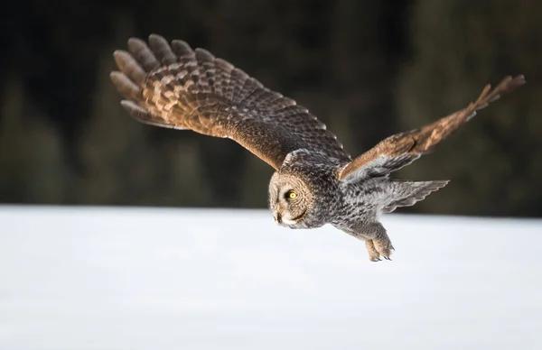 Beautiful Great Grey Owl — Stock Photo, Image