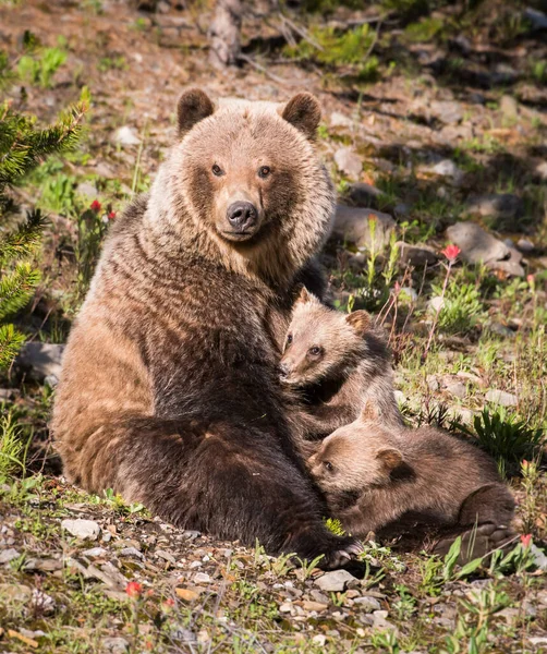Grizzly Medve Kölykök Vad Természetben — Stock Fotó