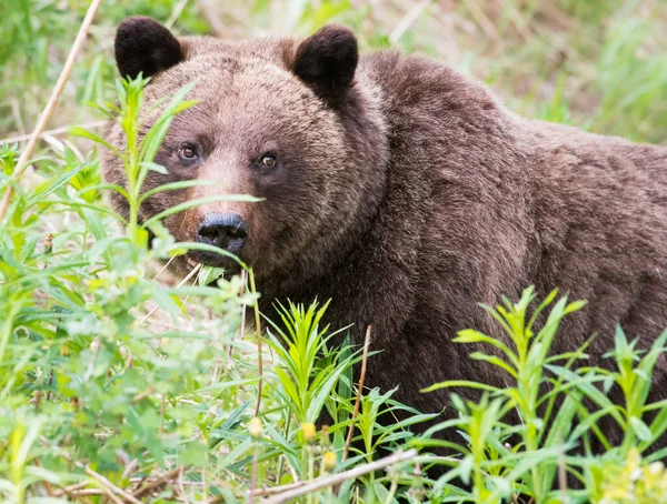 Grizzly Medvěd Divoké Přírodě — Stock fotografie