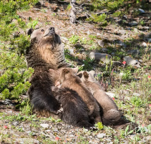 Grizzly Medvěd Mláďaty Divoké Přírodě — Stock fotografie