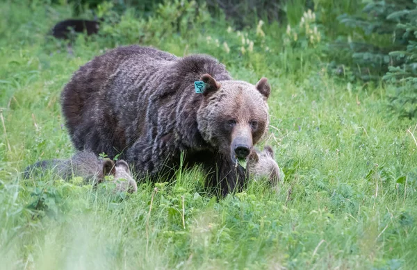 상태에서 새끼들 회색곰 — 스톡 사진
