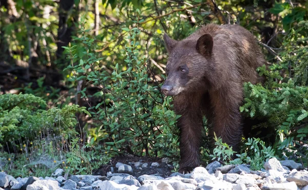 Чорний Ведмідь Скелястих Горах — стокове фото