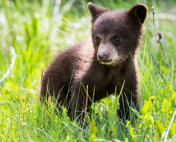 Słodkie Czarny Niedźwiedź Młode Naturalne Środowisko — Zdjęcie stockowe