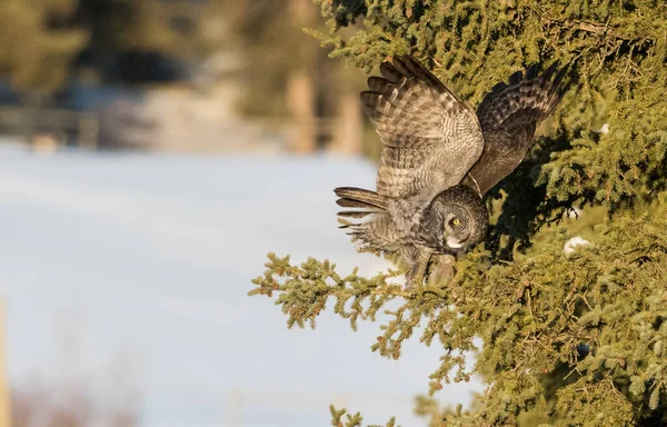 Beautiful Great Grey Owl — Stock Photo, Image