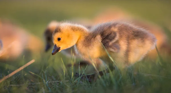 Gansos Canadá Goslings Primavera — Foto de Stock