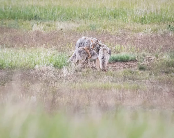 Chiot Coyote Dans Nature Tanière — Photo