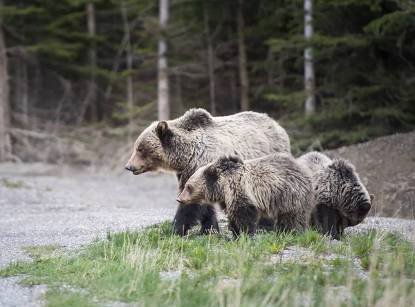 Grizzly Beer Met Welpen Wilde Natuur — Stockfoto