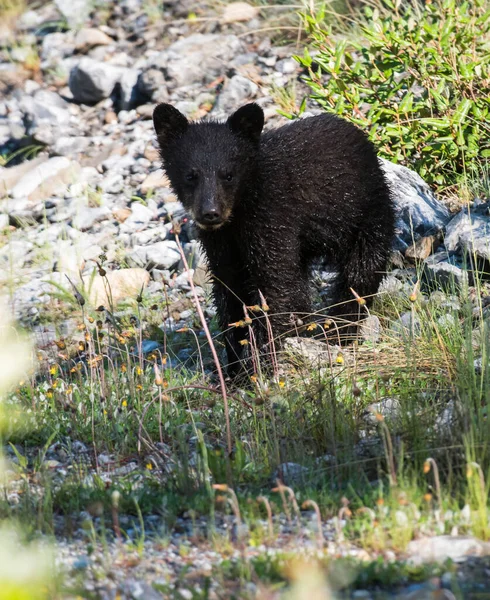Filhote Urso Preto Bonito Habitat Natural — Fotografia de Stock