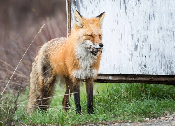 Rotfuchs Freier Natur — Stockfoto