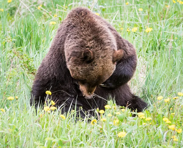 Grizzly Bear Wild Nature — Stock Photo, Image