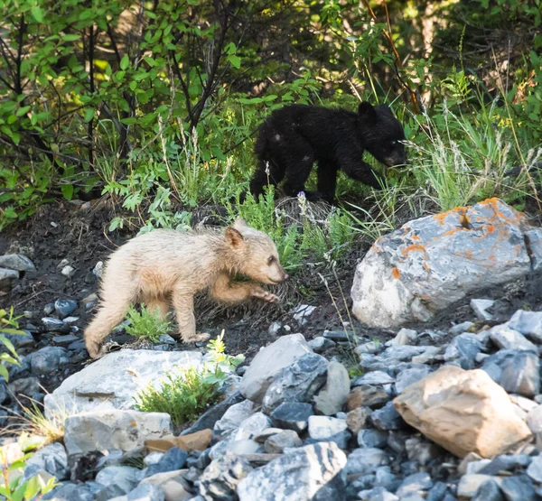 Cute Black Bear Cubs Natural Habitat — Stock Photo, Image