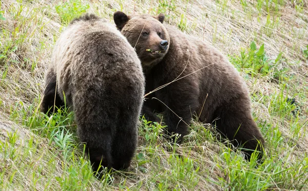 Grizzly Beer Met Welpen Wilde Natuur — Stockfoto