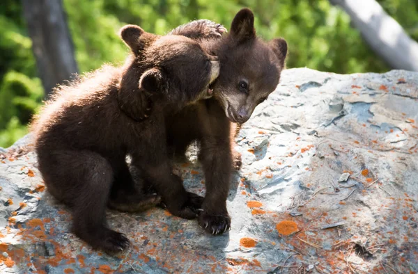 Cute Black Bear Cubs Natural Habitat — Stock Photo, Image