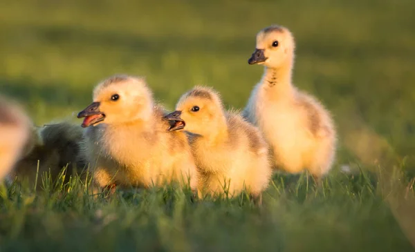 Canada Geese Goslings Spring — Stock Photo, Image