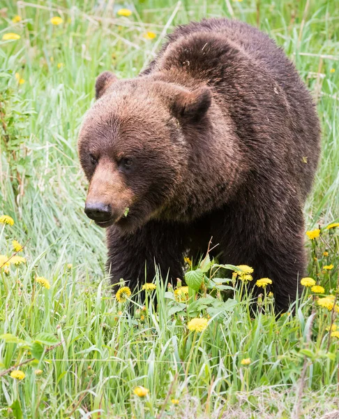 Grizzly Orso Nella Natura Selvaggia — Foto Stock