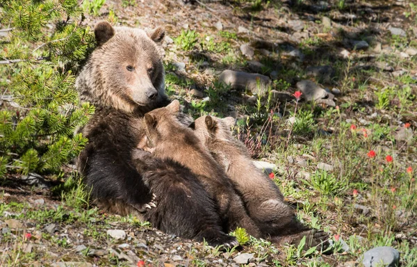 Grizzly Medve Kölykök Vad Természetben — Stock Fotó