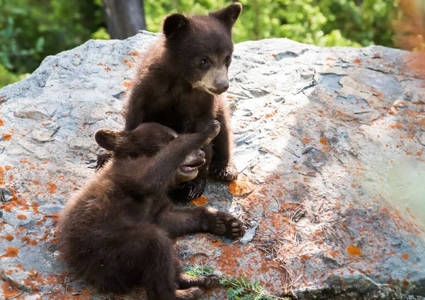 Милые Черные Медведи Естественной Среде Обитания — стоковое фото