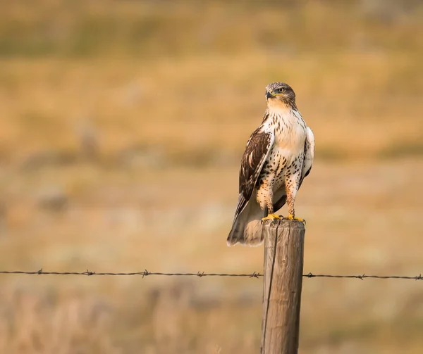 Beautiful Falcon Natural Habitat — Stock Photo, Image