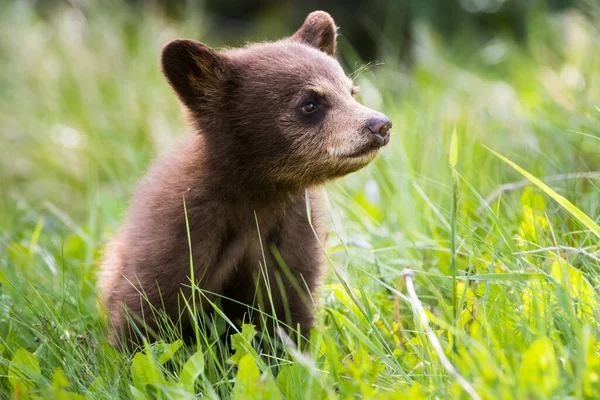 Louveteau Ours Noir Mignon Dans Habitat Naturel — Photo