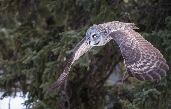 Hermoso Gran Búho Gris — Foto de Stock