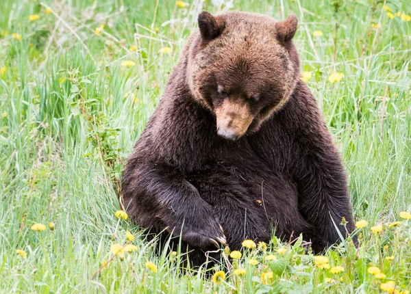 Grizzly Niedźwiedź Dzikiej Przyrody — Zdjęcie stockowe