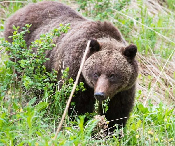 Grizzlybär Freier Natur — Stockfoto