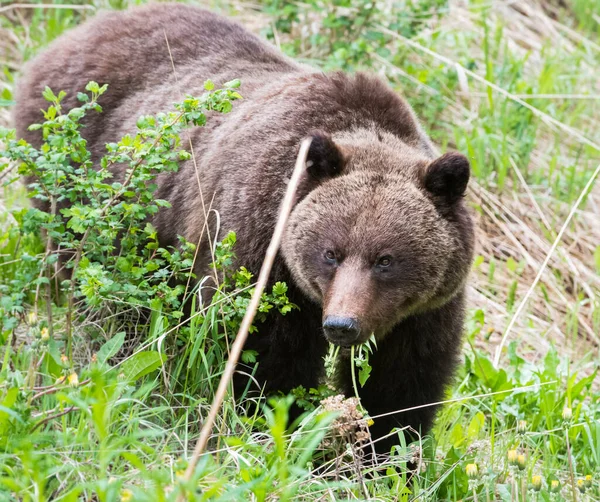 Urso Pardo Natureza Selvagem — Fotografia de Stock