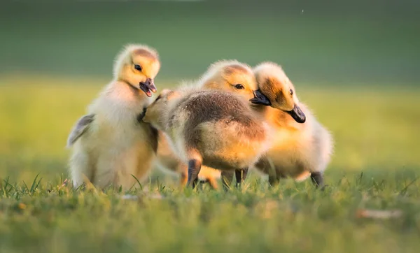 Canada Geese Goslings Spring — Stock Photo, Image