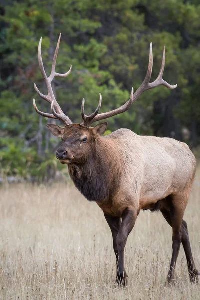 Bull Elk Natural Habitat — Stock Photo, Image