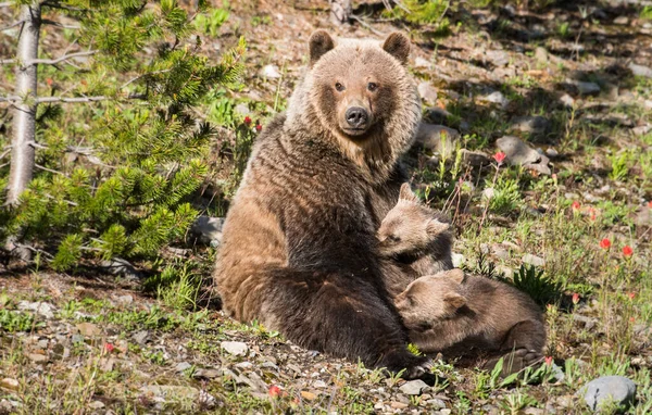 Niedźwiedź Grizzly Młode Dzikiej Przyrody — Zdjęcie stockowe