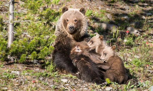 Grizzly Oso Con Cachorros Naturaleza Salvaje —  Fotos de Stock