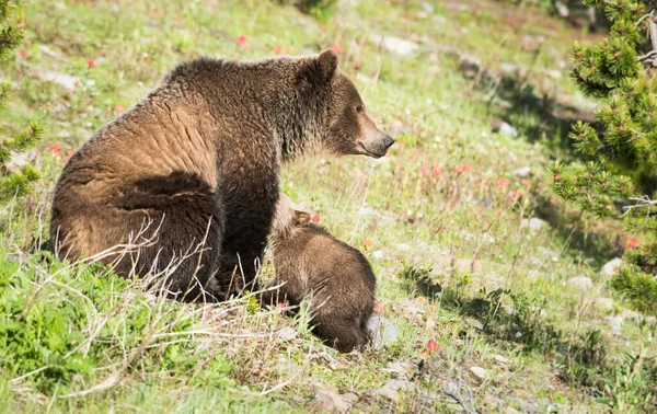 Grizzly Oso Con Cachorros Naturaleza Salvaje —  Fotos de Stock