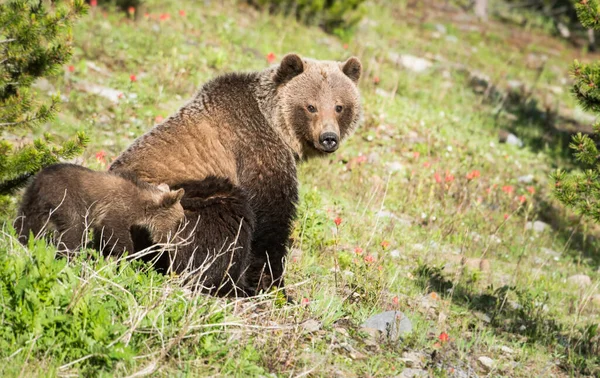 Urso Pardo Com Filhotes Natureza Selvagem — Fotografia de Stock