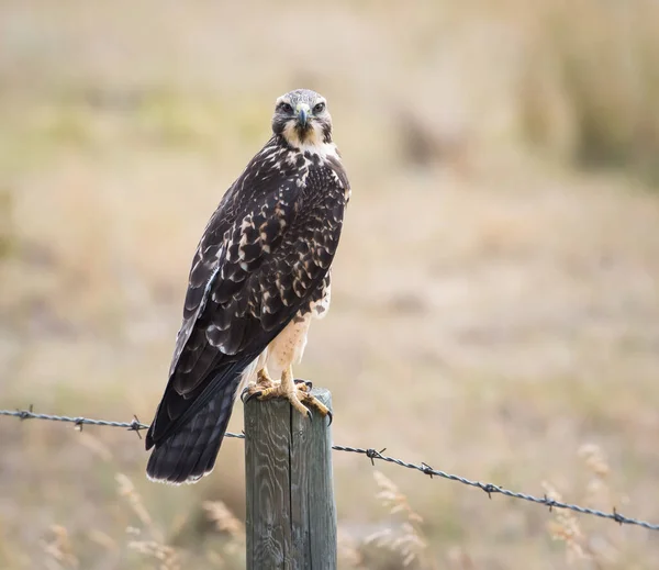 Schöner Falke Natürlichem Lebensraum — Stockfoto