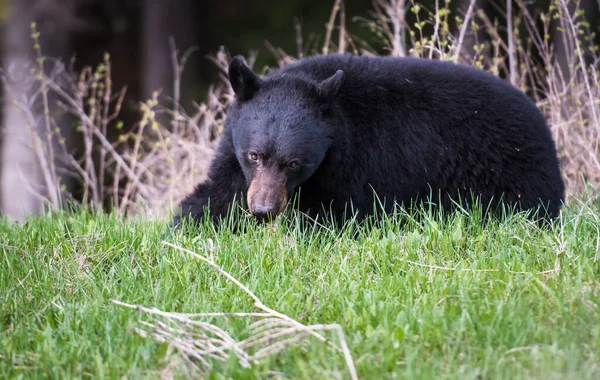 Чорний Ведмідь Скелястих Горах — стокове фото
