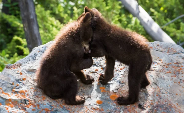 自然栖息地中可爱的黑熊宝宝 — 图库照片