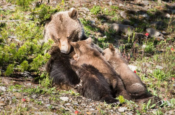 Grizzly Bear Cubs Wild Nature Stock Image